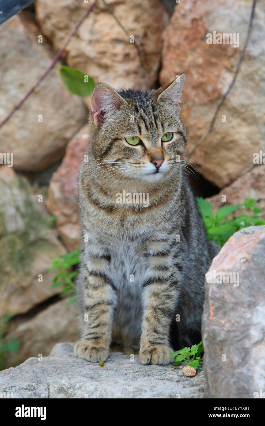 Hauskatze, Hauskatze (Felis Silvestris F. Catus), gestreifte Katze sitzt auf einer Stufe, Spanien, Balearen, Mallorca Stockfoto