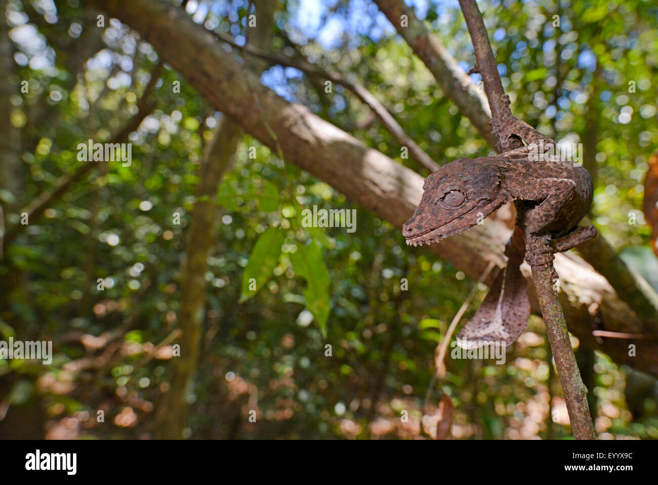 Henkel Blatt-tailed Gecko (Uroplatus Henkeli), klettert auf einem Ast, Madagaskar, Nosy Be, Naturreservat Lokobe Stockfoto