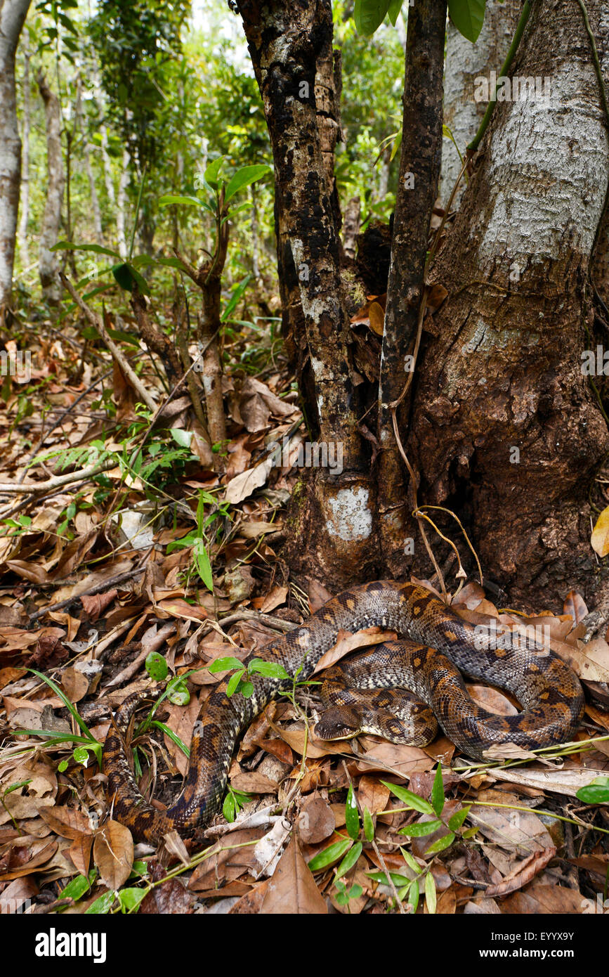 Madagaskar-Baum-Boa (Sanzinia Madagascariensis), windet sich auf vergünstigte, Madagaskar, Nosy Be, Naturreservat Lokobe Stockfoto