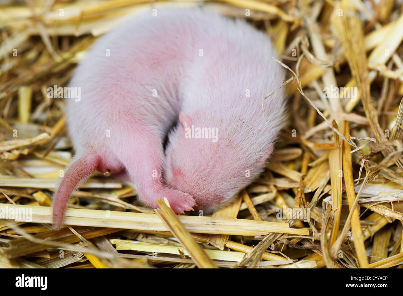 inländische Iltis, inländische Frettchen (Mustela Putorius F. Furo, Mustela Putorius Furo), eine Woche alt Tier Baby auf Stroh liegen und schlafen, Deutschland, Bayern Stockfoto