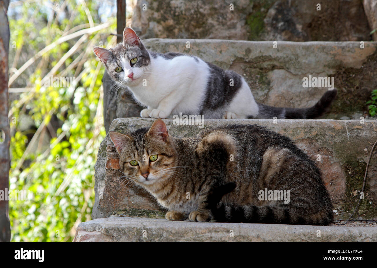 Hauskatze, Hauskatze (Felis Silvestris F. Catus), zwei Hauskatzen liegen auf den Stufen einer Treppe, Spanien, Balearen, Mallorca Stockfoto