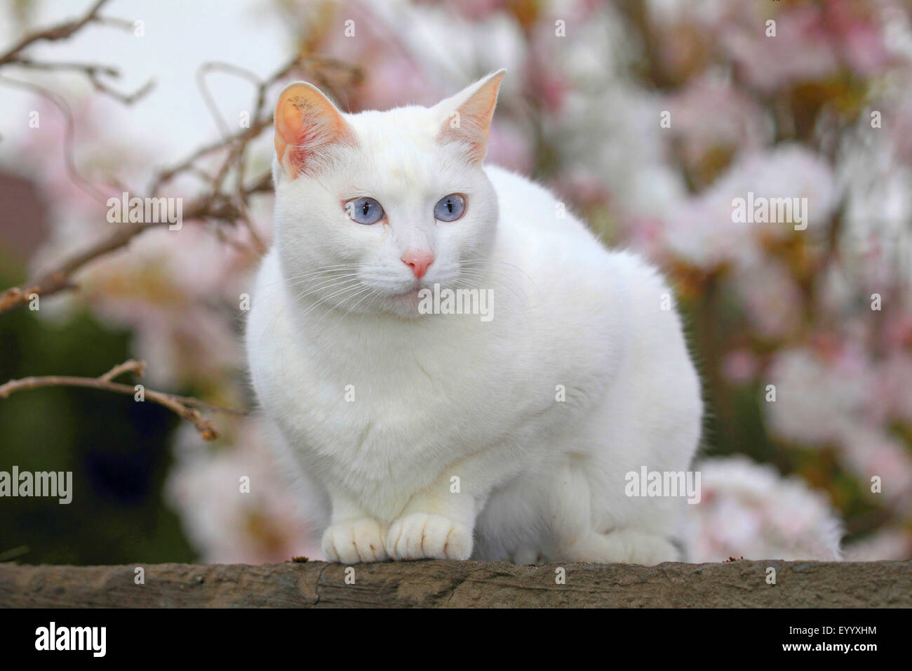 Hauskatze, Haus Katze (Felis Silvestris F. Catus), weiße Katzen sitzt auf einer Mauer, Deutschland Stockfoto