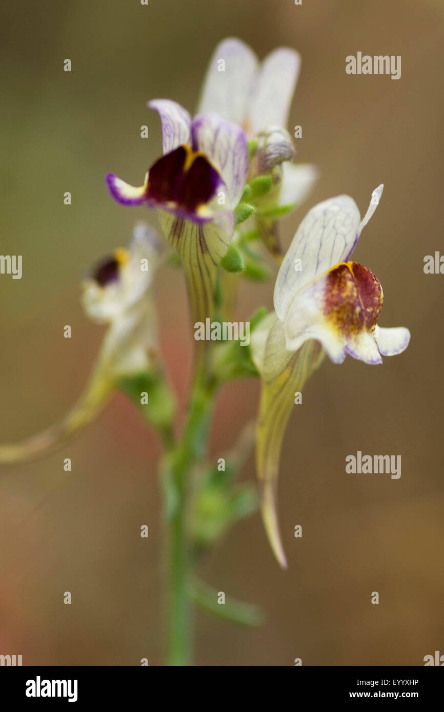 Löwenmaul (Linaria Aeruginea), Blumen Stockfoto