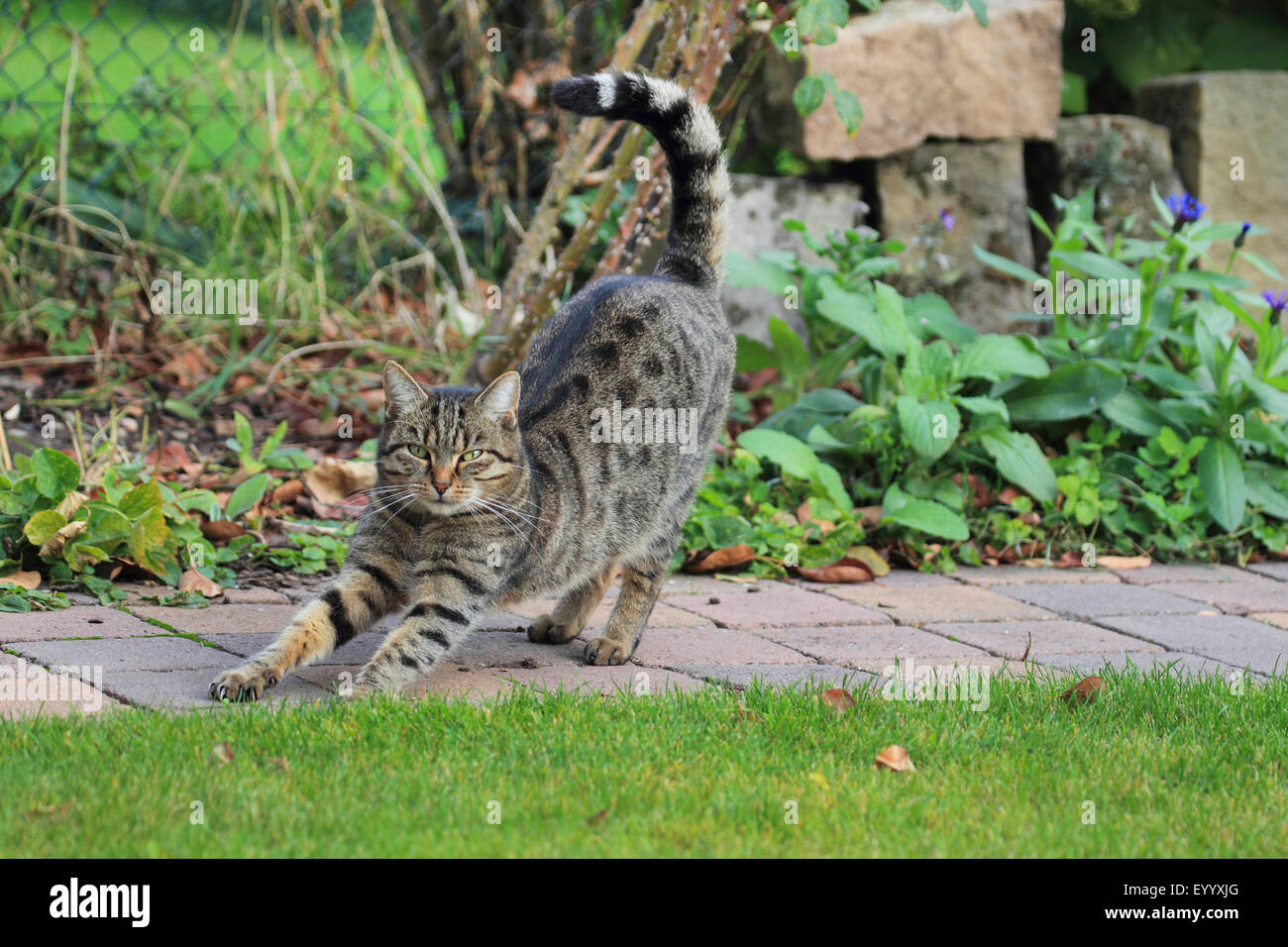Hauskatze, Hauskatze (Felis Silvestris F. Catus), gestreifte Haus Katze erstreckt sich auf einem Gartenweg, Deutschland Stockfoto