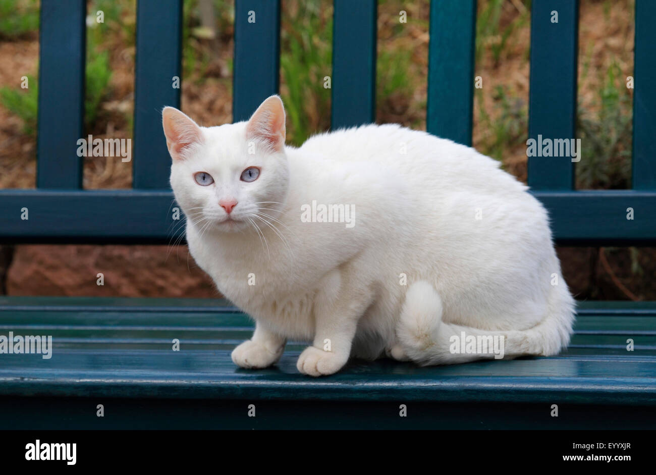 Hauskatze, Hauskatze (Felis Silvestris F. Catus), Whits Katzen sitzt auf einer Bank im Garten, Deutschland Stockfoto