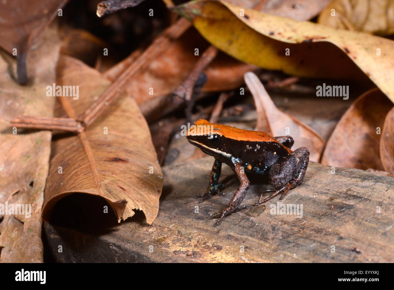 Golden Frog Betsileo, Bronze Mantella, Brown Mantella (Mantella Betsileo), auf einem Stein, Madagaskar, Nosy Be, Lokobe Reserva Stockfoto