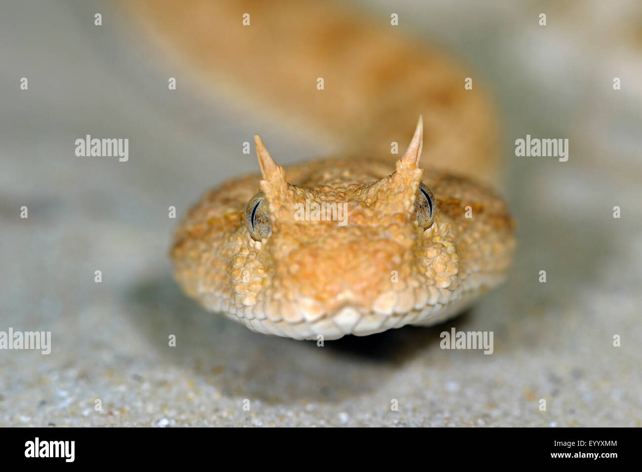 Hornotter, afrikanische Wüste Hornotter (Cerastes Cerastes), portrait Stockfoto