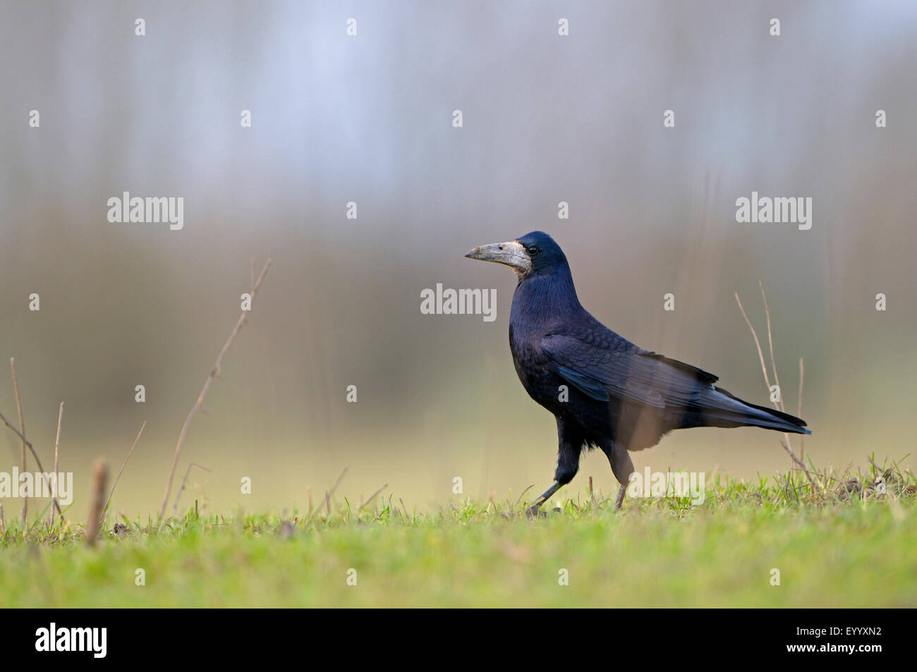 Turm (Corvus Frugilegus), stehend in einem Mirrow, Deutschland, Nordrhein-Westfalen, Niederrhein Stockfoto