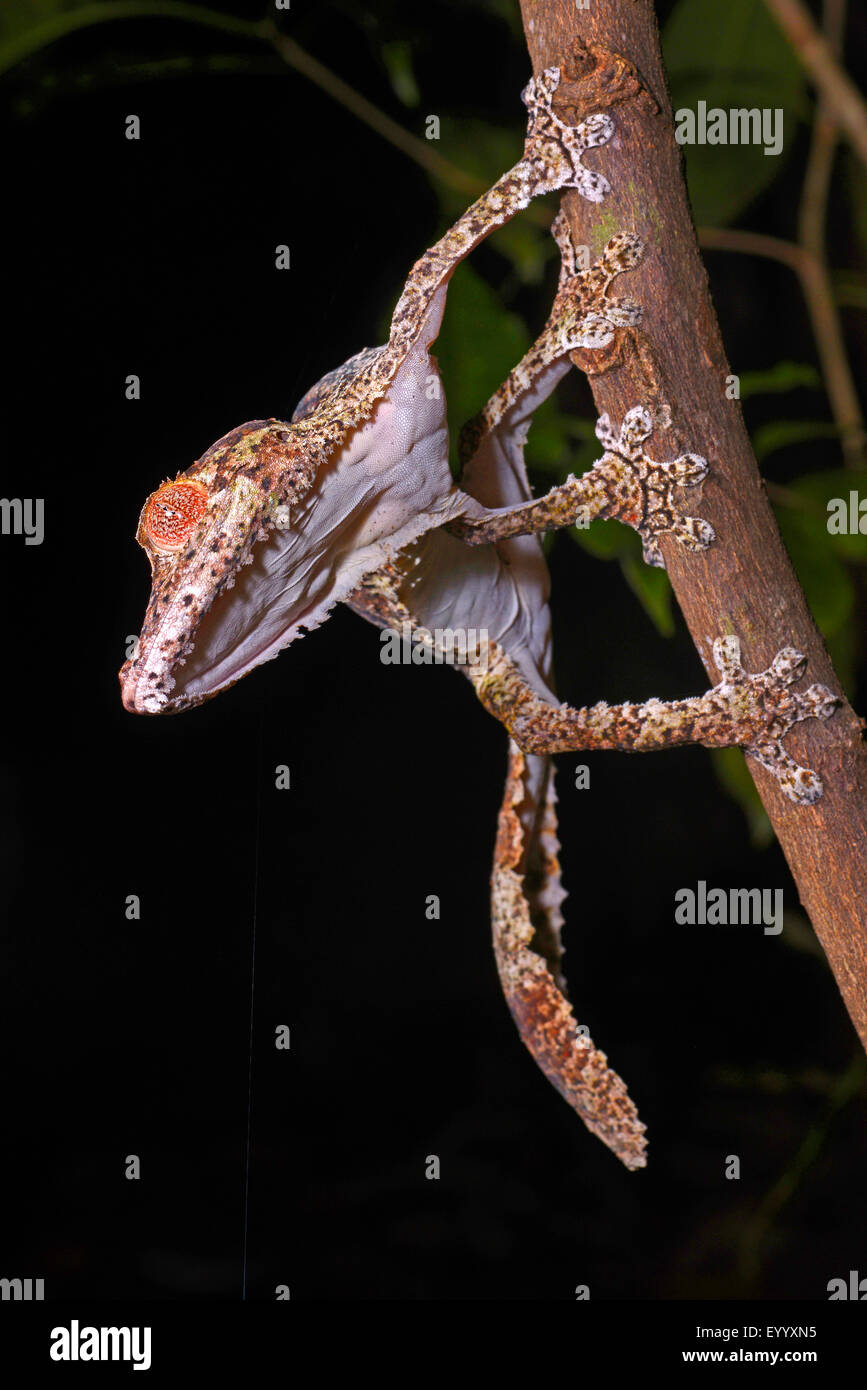 Henkel Blatt-tailed Gecko (Uroplatus Henkeli), Klettern, Madagaskar, Nosy Be, Lokobe Reserva Stockfoto