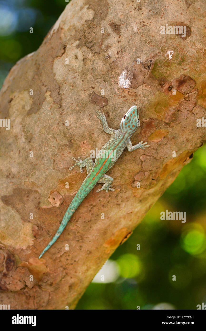 Abbott Taggecko (Phelsuma Abbotti), an einen Baumstamm, Madagaskar, Nosy Be, Lokobe Reserva Stockfoto