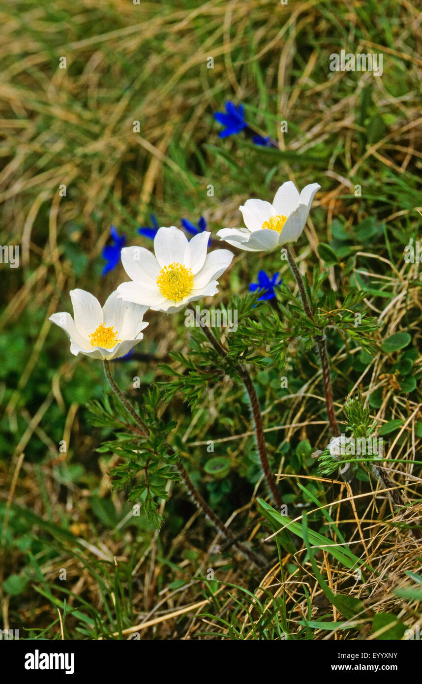 Alpine Anemone (Pulsatilla Alpina), blühen zusammen mit Enzian, Deutschland Stockfoto