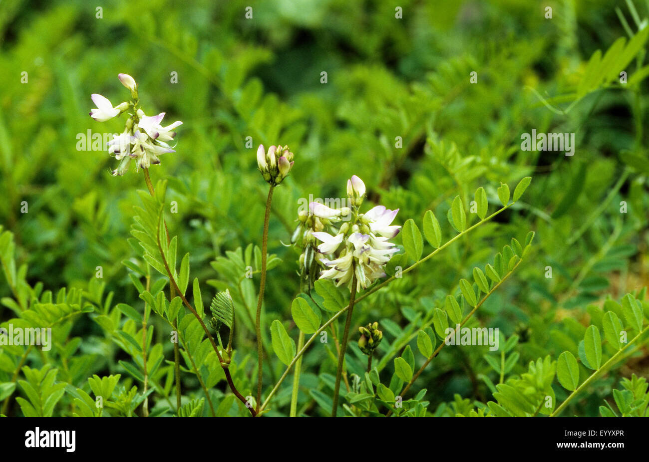 Alpine Milch-Wicke (Astragalus Alpinus), blühen, Deutschland Stockfoto