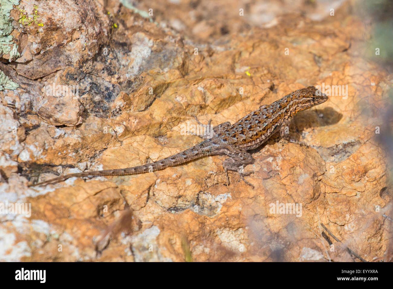 geringerem earless Lizard (vgl. Holbrookia Maculata), Sonnenbaden, USA, Arizona, Boyce Thompson Arboretum Stockfoto