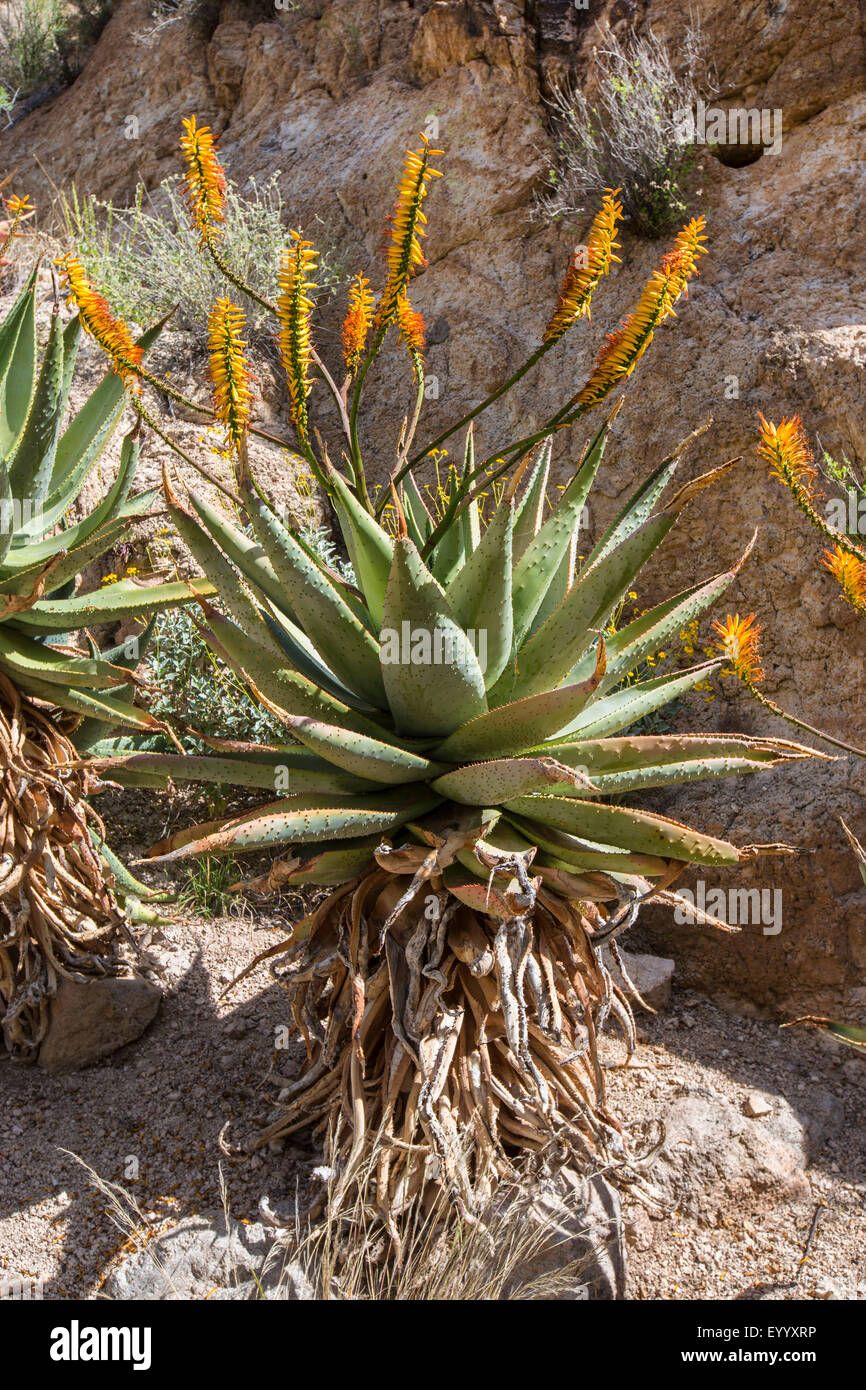 Berg-Aloe, flache Flowerd Aloe, großen stacheligen Aloe (Aloe Marlothii), an einem Felsen Wand, USA, Arizona, Boyce Thompson Arboretum blühen Stockfoto