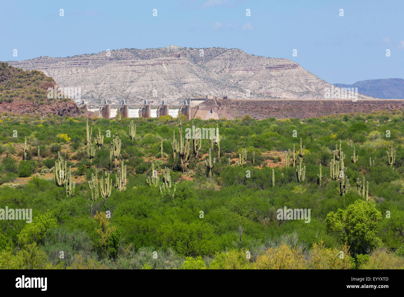 Saguaro-Kaktus (Carnegiea Gigantea, Cereus Giganteus), Blick zum Horseshoe Dam über Saguaro Wald und Hartholz Vegetation, USA, Arizona, Verde River Stockfoto