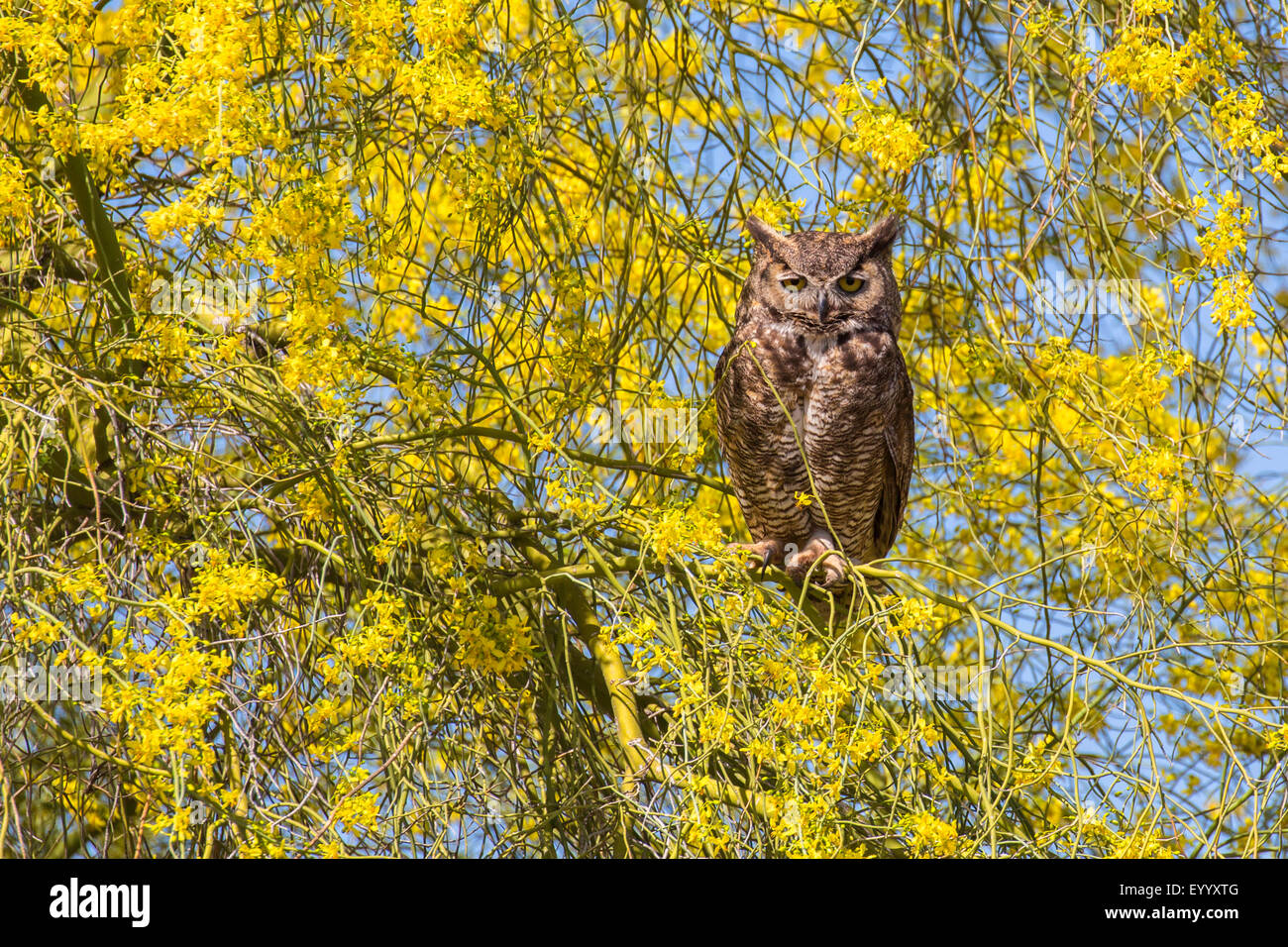 große gehörnte Eule (Bubo Virginianus), sitzt auf Blüte Palo Verde Baum, USA, Arizona, Phoenix Stockfoto