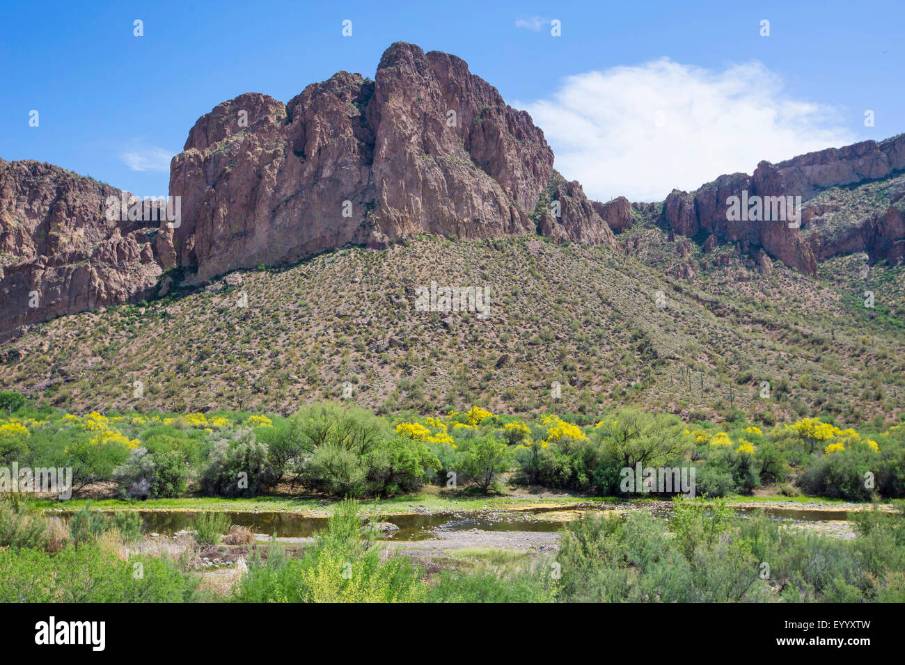 Blaue Palo Verde (Parkinsonia Florida), Salt River mit blühenden Parkinsonia Florida am Ufer, USA, Arizona, Salt River Stockfoto