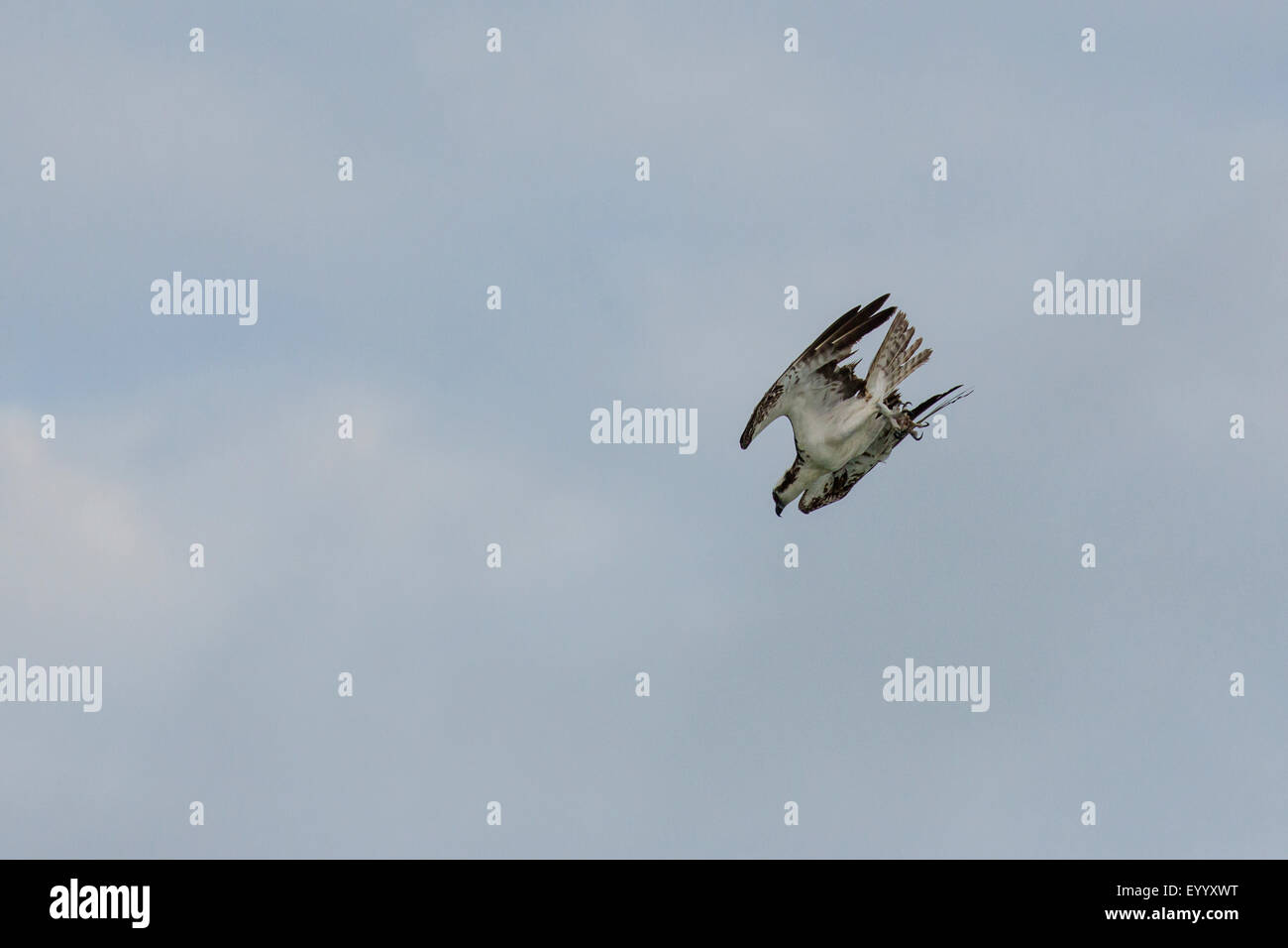 Fischadler, Fisch Hawk (Pandion Haliaetus), Sturzflug, USA, Florida Stockfoto