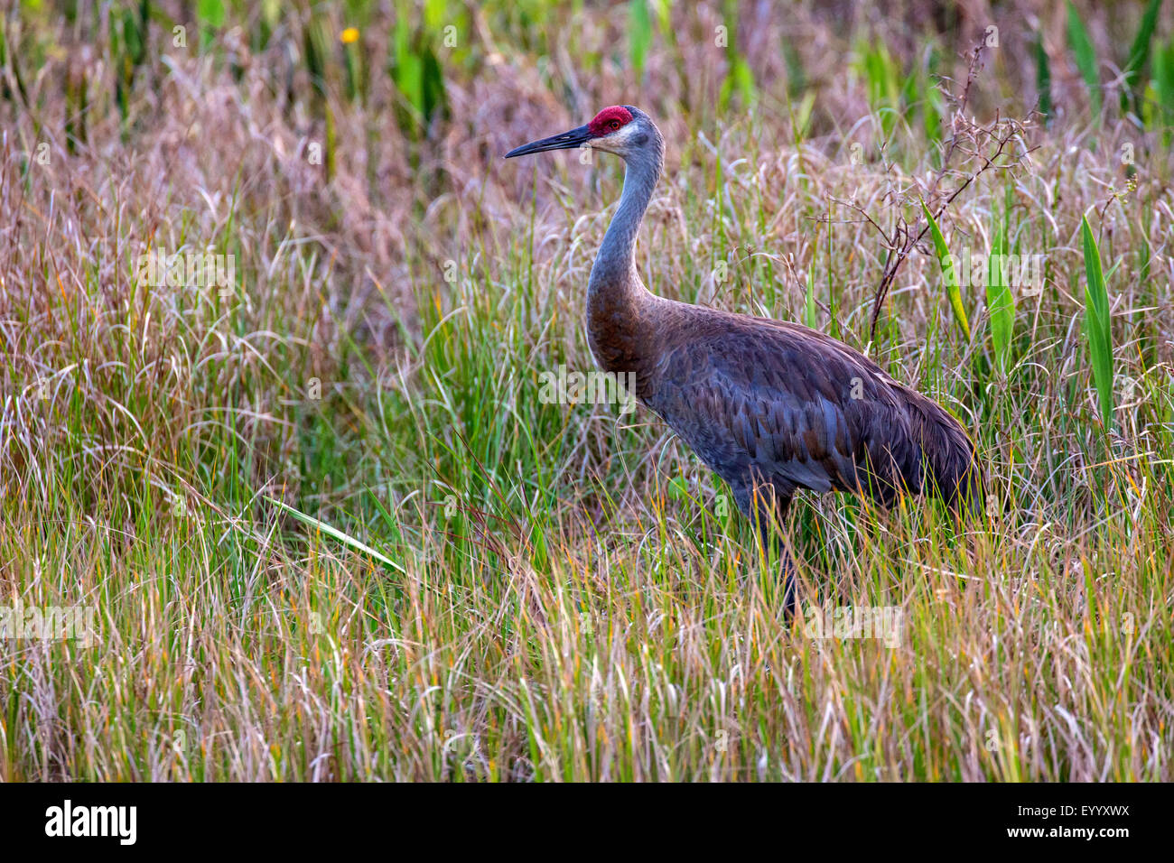 Sandhill Kran (Grus Canadensis), hohen Gras am Fluss Ufer, USA, Florida, Kissimmee Stockfoto