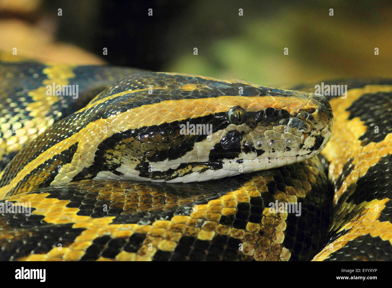 Burmesischen Python (Python Bivittatus, Python aus Bivittatus), portrait Stockfoto