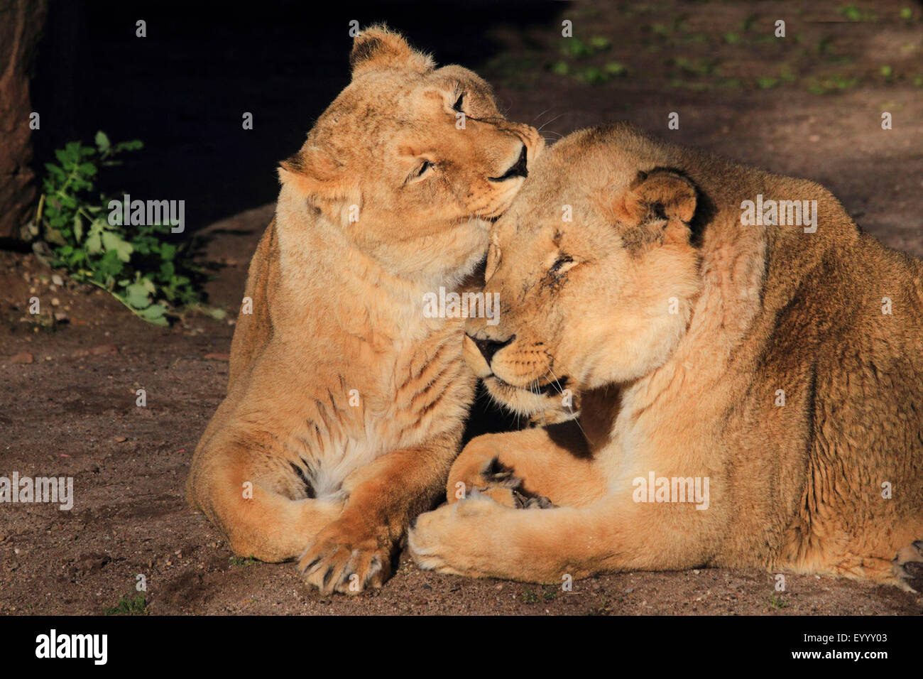Asiatische Löwe (Panthera Leo Persica), eine Löwin, die eine andere Pflege Stockfoto