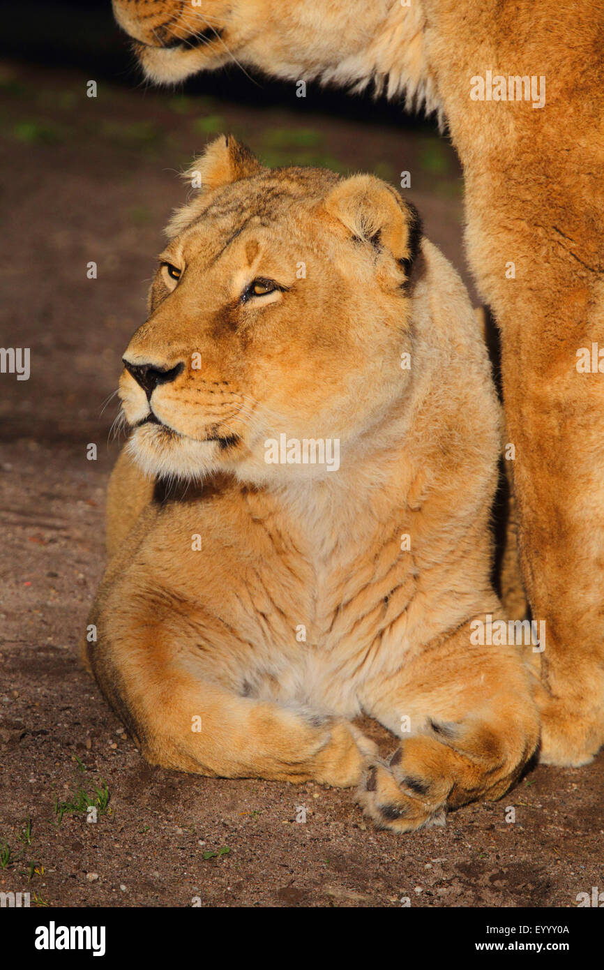 Asiatische Löwe (Panthera Leo Persica), Löwin liegend Stockfoto