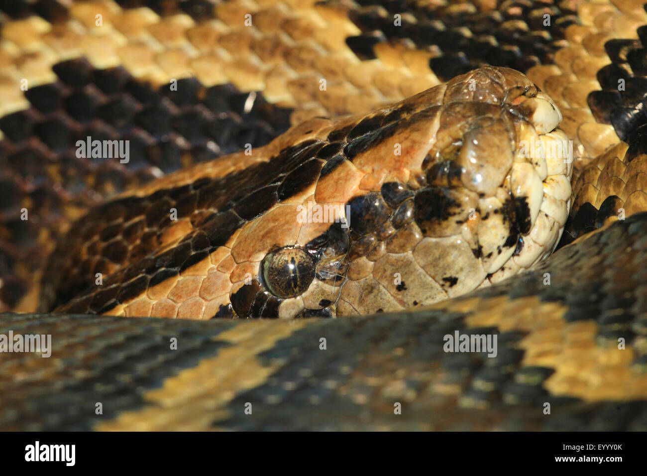 Burmesischen Python (Python Bivittatus, Python aus Bivittatus), portrait Stockfoto