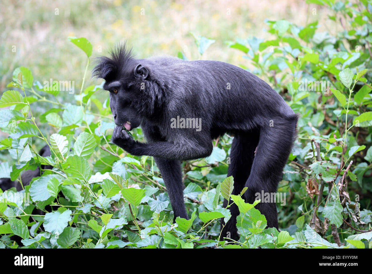 Celebes Ape, Celebes schwarze Affen (Macaca Nigra), auf das Futter Stockfoto