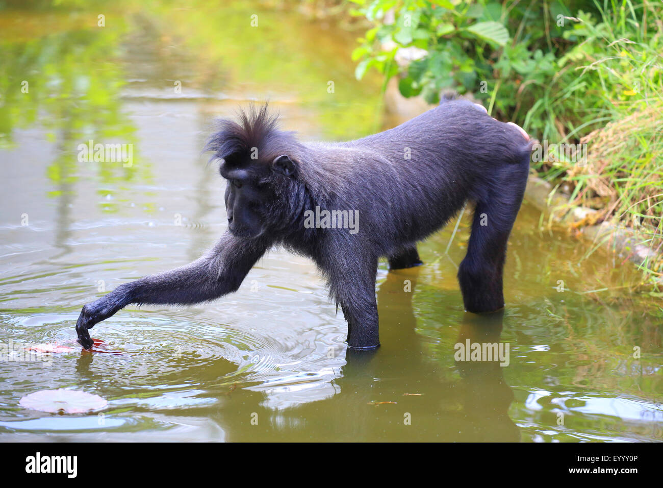 Celebes Ape, Celebes schwarze Affen (Macaca Nigra), auf das Futter im Wasser Stockfoto
