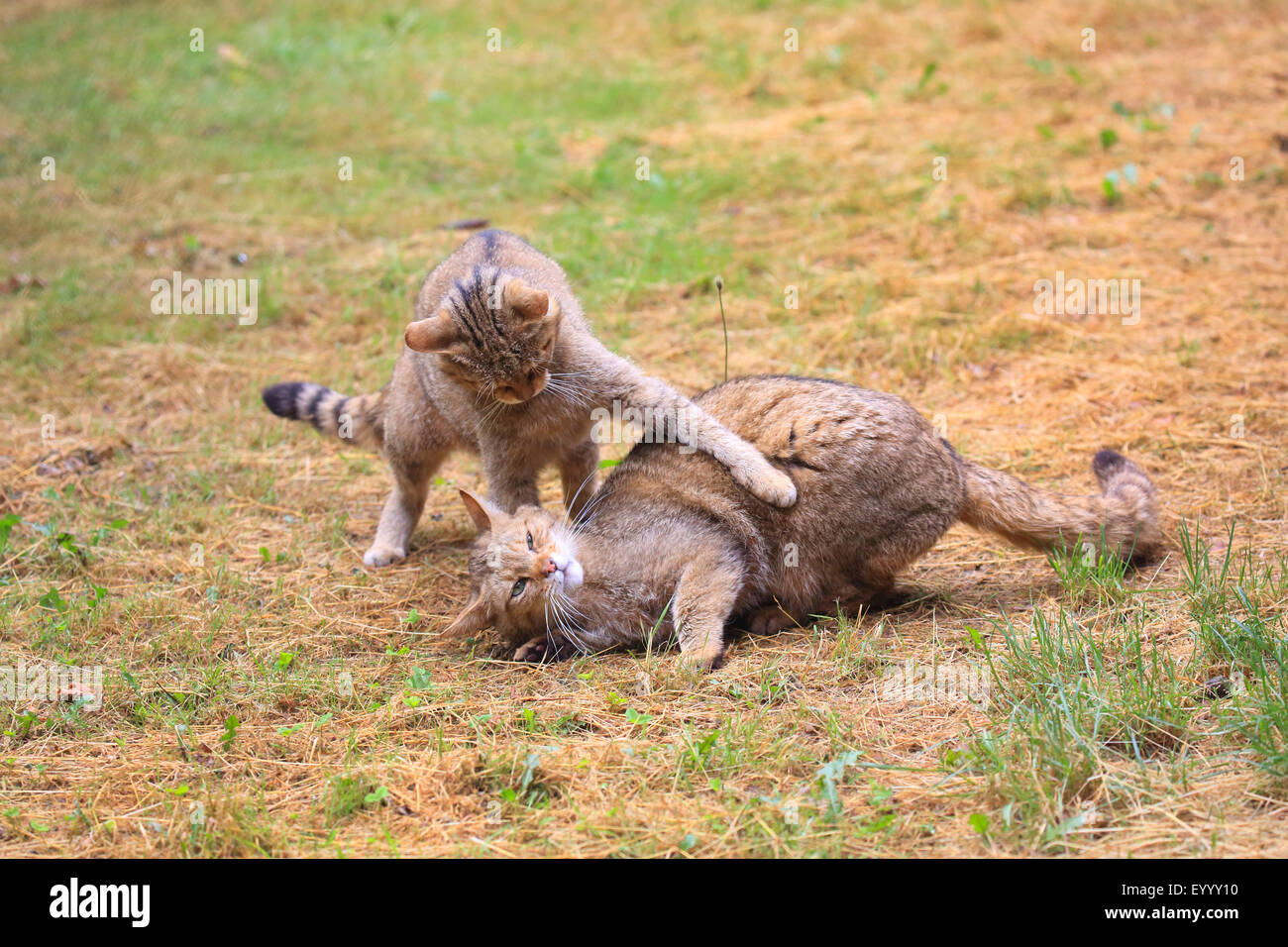 Europäische Wildkatze, Wald Wildkatze (Felis Silvestris Silvestris), zwei spielen Wildkatzen, Deutschland Stockfoto