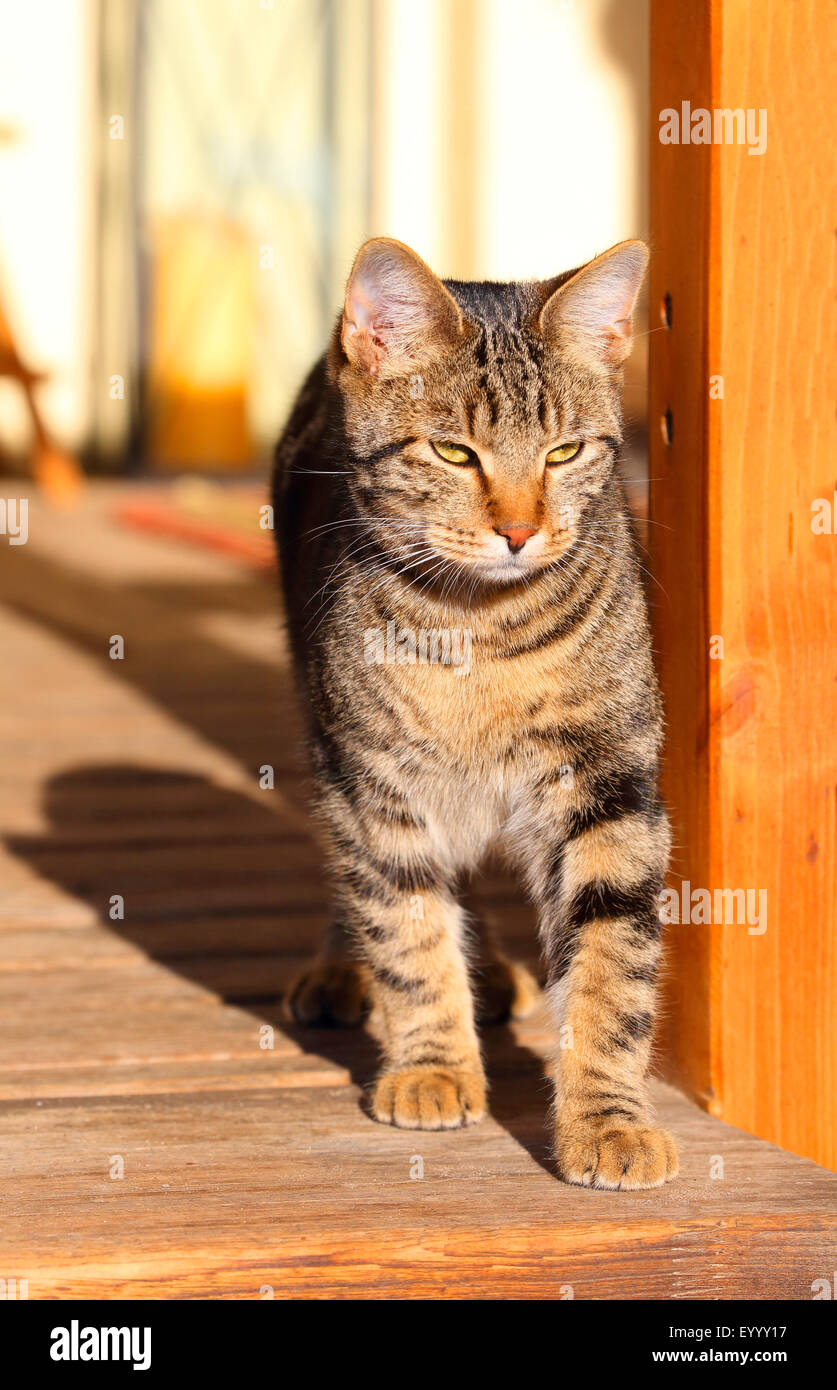 Hauskatze, Haus Katze (Felis Silvestris F. Catus), gestreifte Katze zu Fuß auf der Veranda, Deutschland Stockfoto