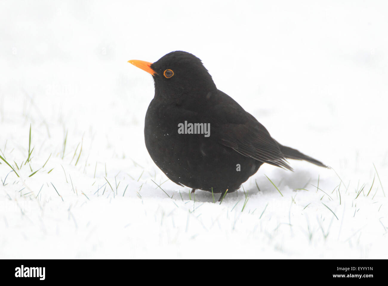 Amsel (Turdus Merula), männliche im Schnee, Deutschland Stockfoto