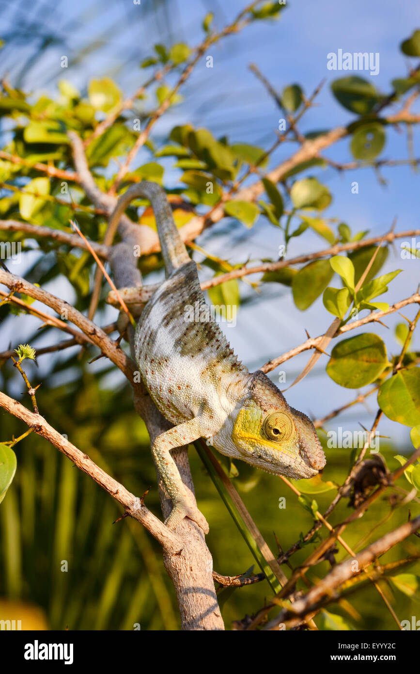 Pantherchamäleon (Furcifer Pardalis, Chamaeleo Pardalis), auf einem Zweig, Madagaskar, Nosy Faly, Isla Faly Stockfoto
