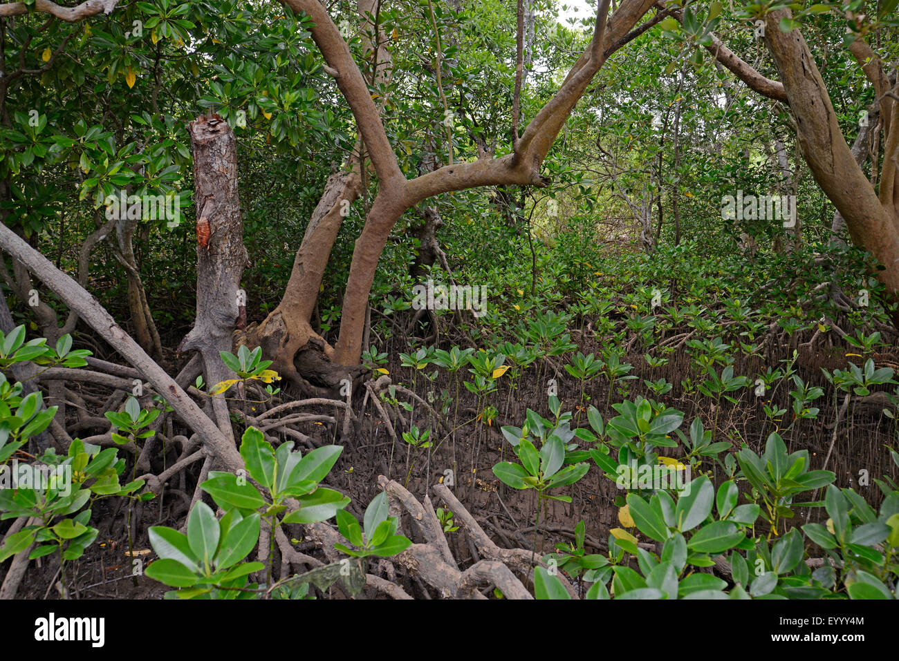 Mangroven auf Nosy Be, Madagaskar, Nosy Be, Naturreservat Lokobe Stockfoto