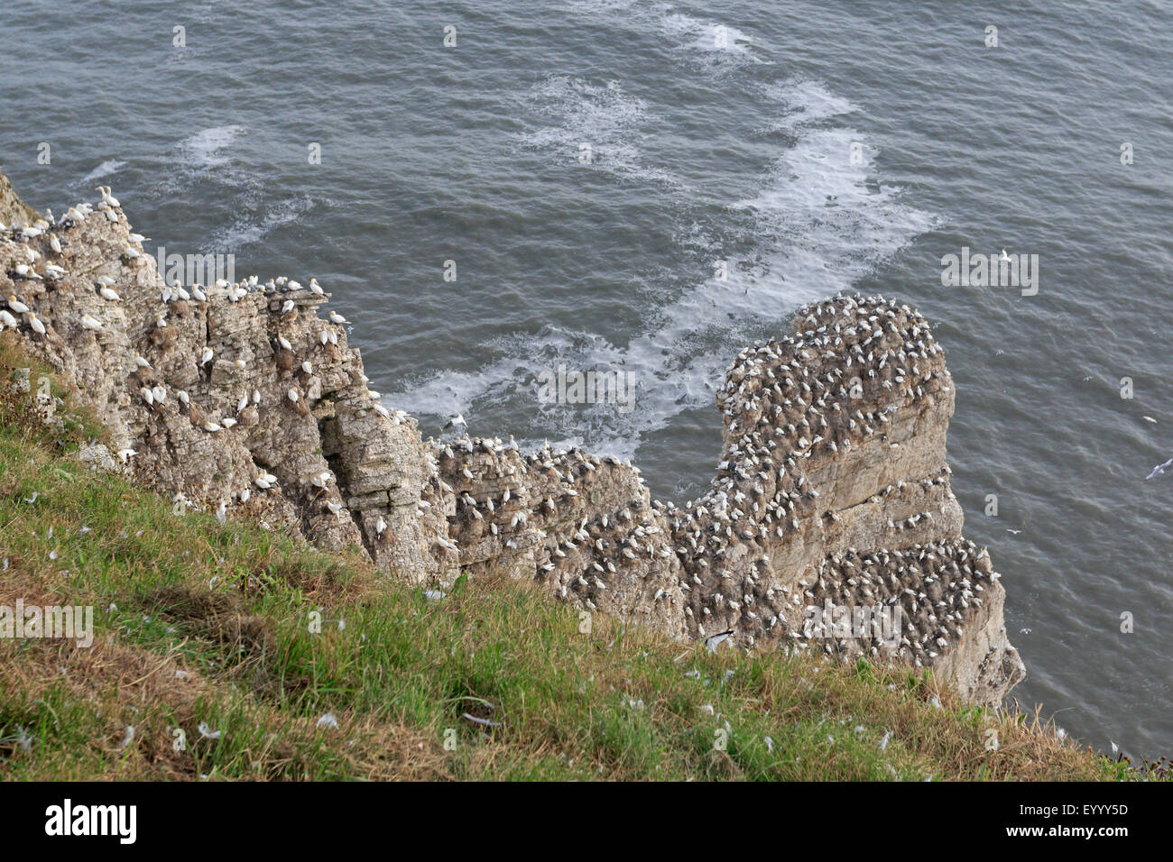 Basstölpel nisten auf einem Meer Stapeln an Bempton RSPB Reserve Stockfoto