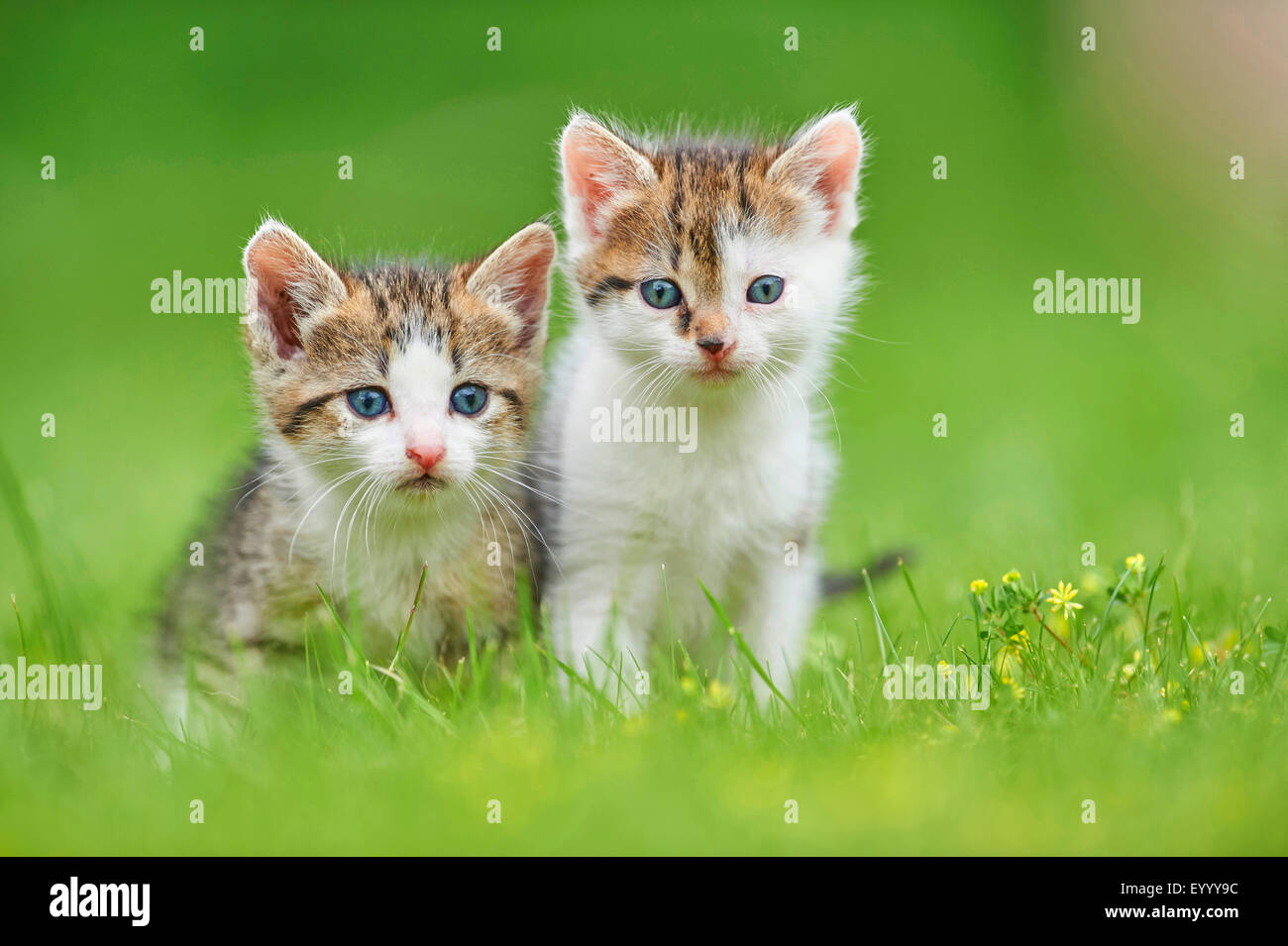 Hauskatze, Hauskatze (Felis Silvestris F. Catus), zwei sechs Wochen alte Kätzchen auf einer Wiese, Deutschland Stockfoto