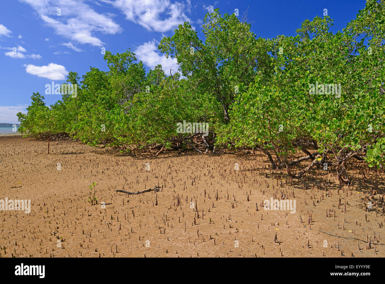 Mangroven in Nosy Be, Madagaskar, Nosy Be, Lokobe Reserva Stockfoto