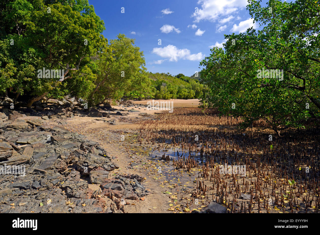 Mangroven in Nosy Be, Madagaskar, Nosy Be, Lokobe Reserva Stockfoto
