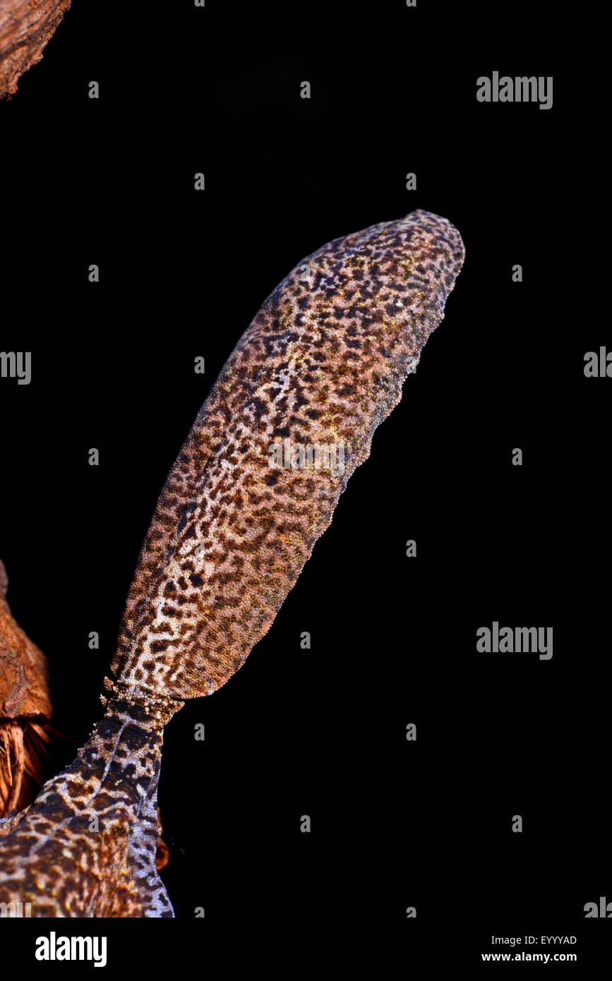 Henkel Blatt-tailed Gecko (Uroplatus Henkeli), Blatt geformt Ende Blatt-tailed Gecko, Madagaskar, Nosy Be, Lokobe Reserva Stockfoto