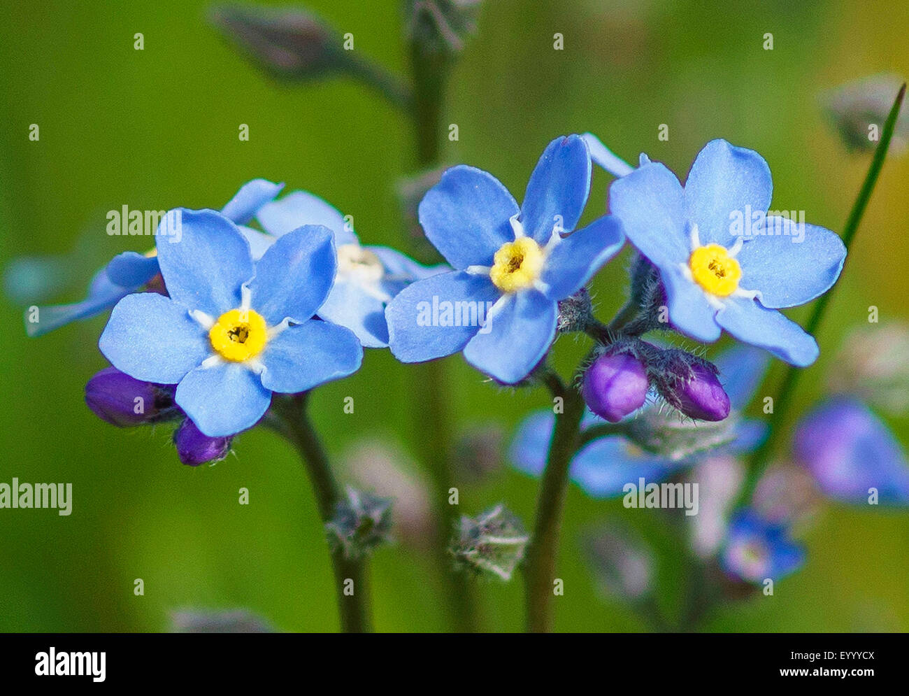 Vergissmeinnicht (Myosotis spec.), blühen, Österreich, Tirol, Lechtaler Alpen Stockfoto