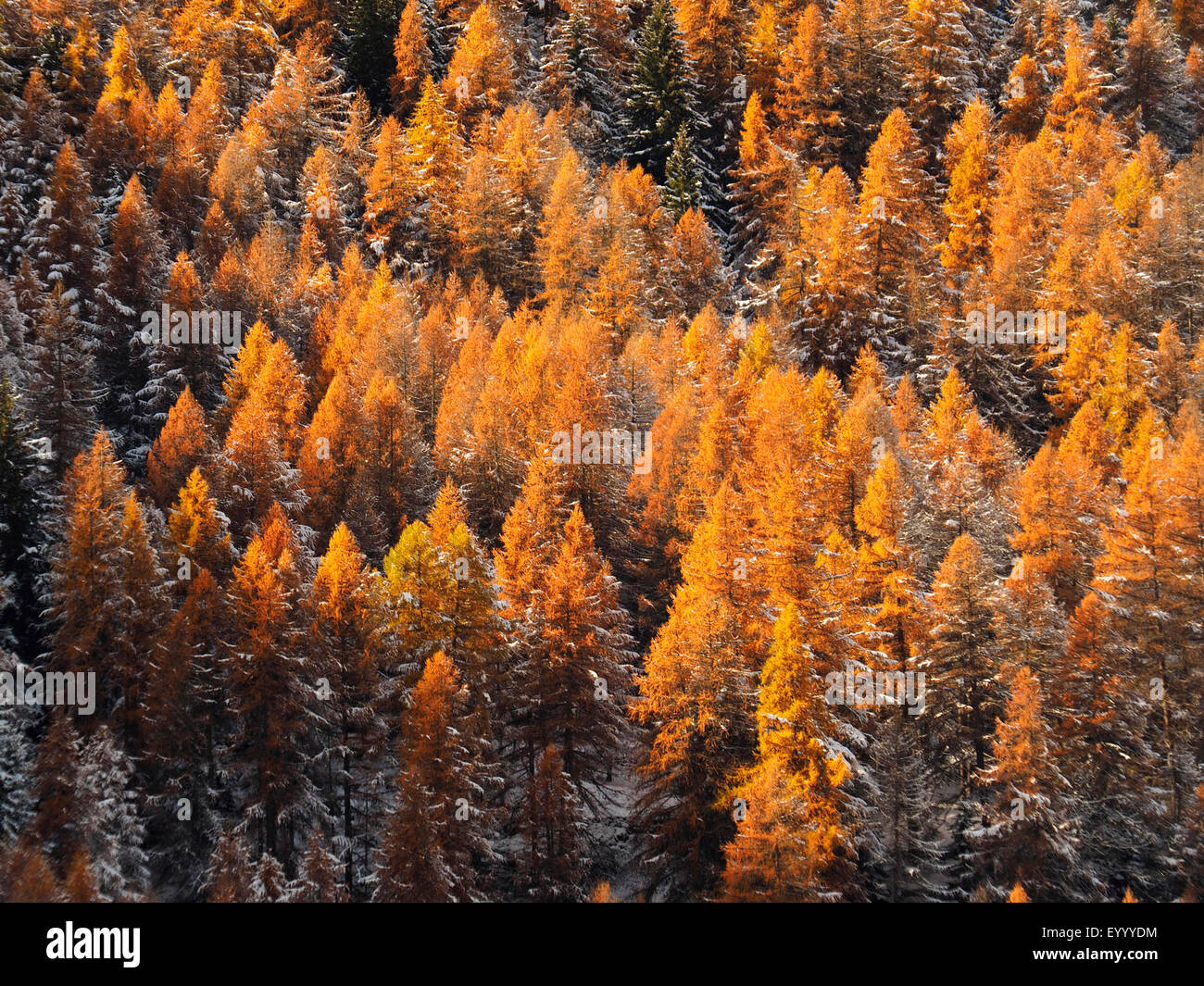 gemeinsamen Lärche, Lärche (Larix Decidua, Larix Europaea), Nadelwald im Aostatal mit Kiefern und Lärchen im Morgenlicht, Italien, Val d ' Aosta, Nationalpark Gran Paradiso, Cogne Stockfoto