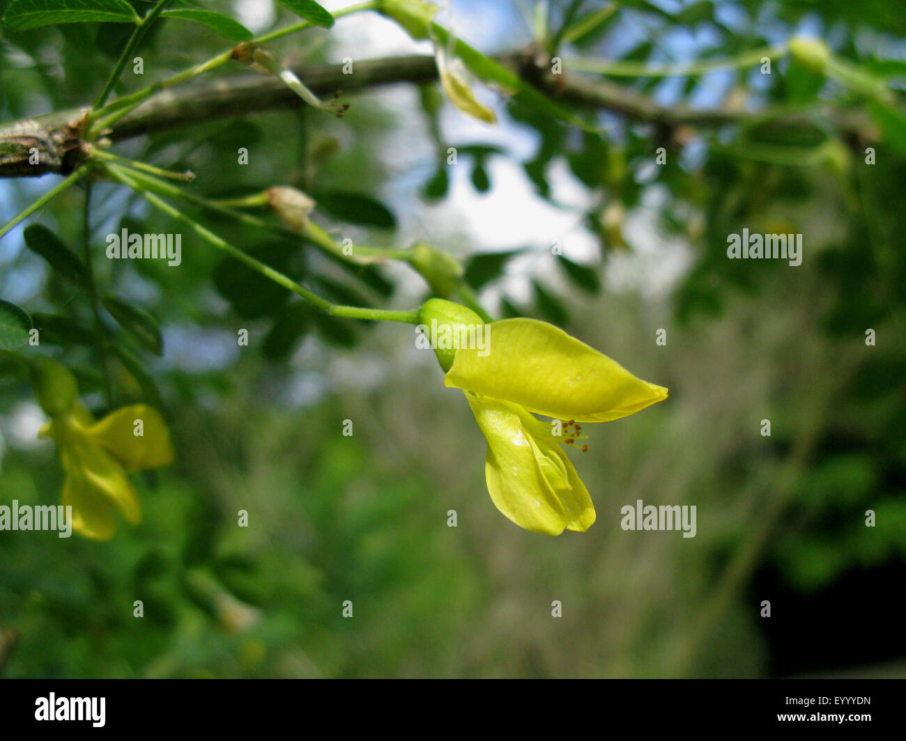 Erbse Strauch, Erbse Baum, sibirische Erbse Strauch (Caragana Arborescens), blühende Zweig Stockfoto