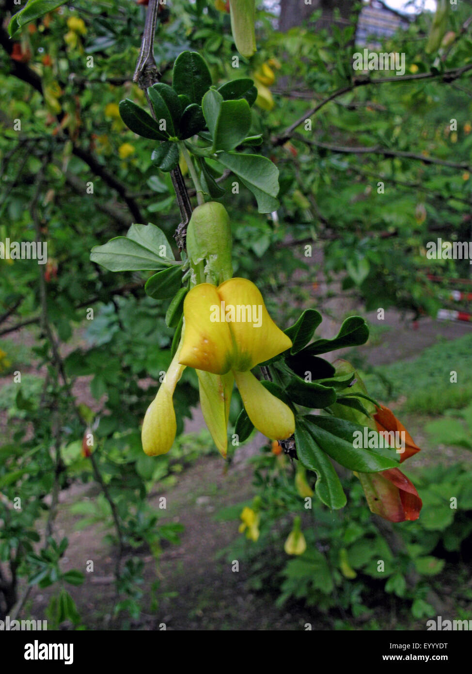 Chinesische Erbse Strauch (Caragana Sinica), blühende Zweig Stockfoto