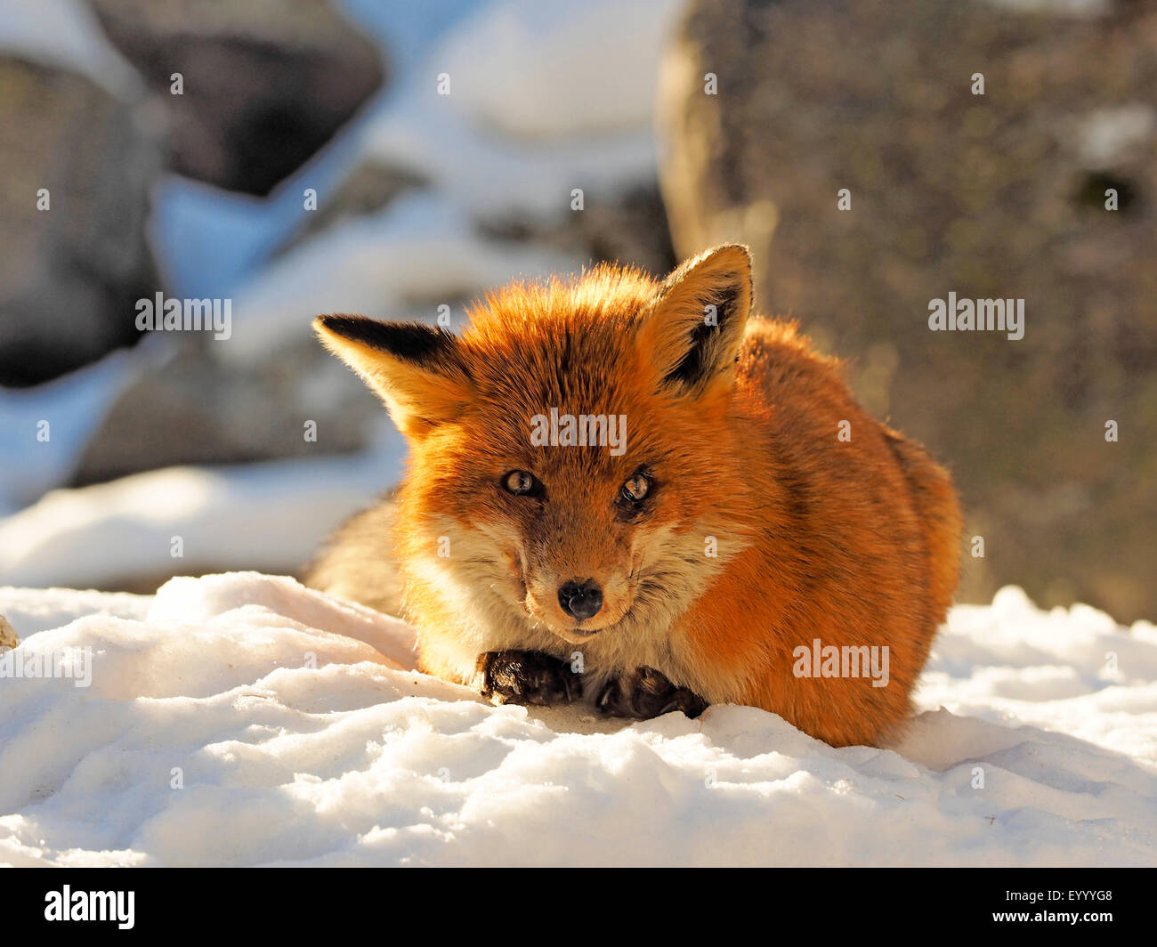 Rotfuchs (Vulpes Vulpes), liegen im Schnee, Italien, Val d ' Aosta Stockfoto