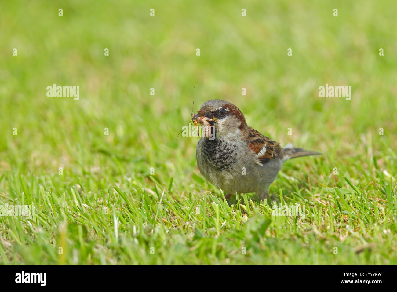 Haussperling (Passer Domesticus), männliche auf einer Wiese mit Futter für die Quietscher, Deutschland, Nordrhein-Westfalen Stockfoto