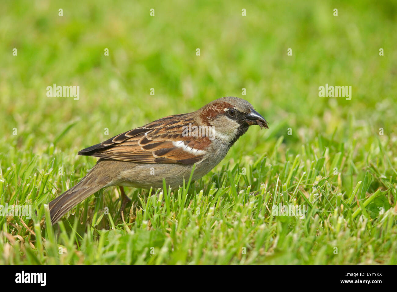 Haussperling (Passer Domesticus), männliche auf einer Wiese mit Futter für die Quietscher, Deutschland, Nordrhein-Westfalen Stockfoto