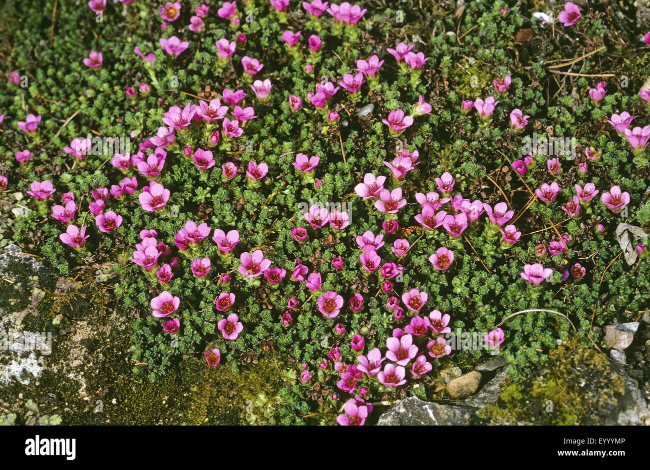 Lila Steinbrech, lila Steinbrech (Saxifraga Oppositifolia), blühen, Deutschland Stockfoto