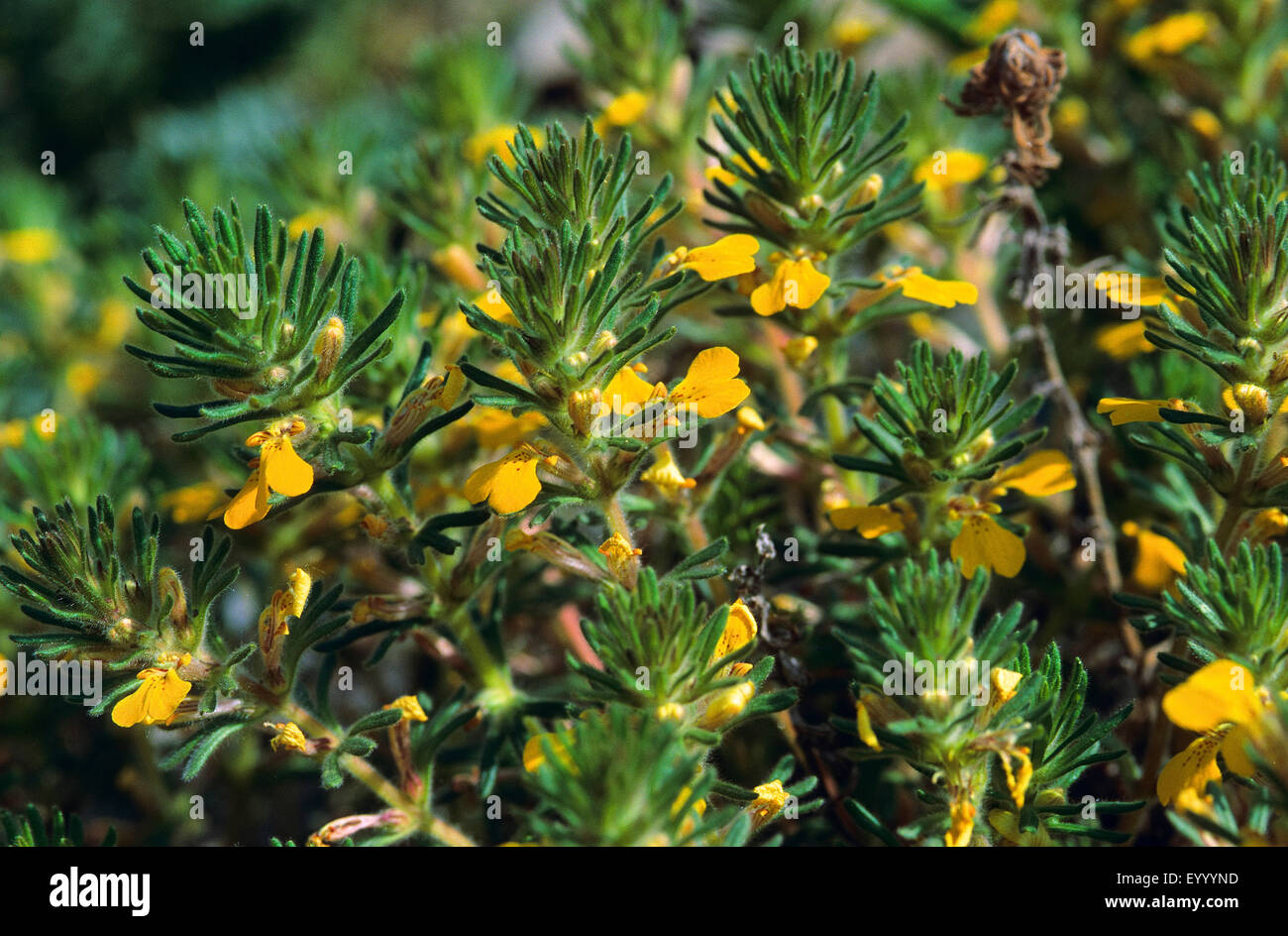 Boden-Kiefer, gelbe Signalhorn (Ajuga Chamaepitys), blühen, Deutschland Stockfoto
