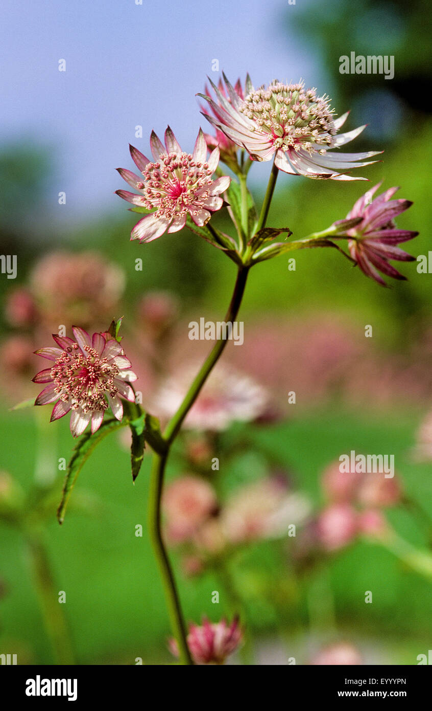 Große Sterndolde (Astrantia große), blühen, Deutschland Stockfoto