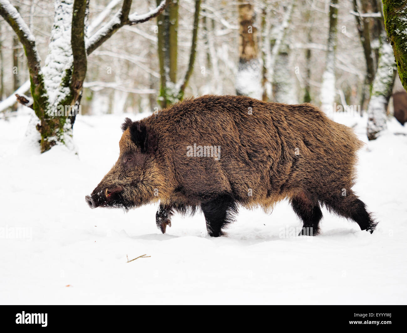 Wildschwein, Schwein, Wildschwein (Sus Scrofa), Tusker im Winter, Deutschland, Baden-Württemberg Stockfoto